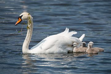 Moederzwaan met kuikens zwemmend op het meer van Berit Kessler