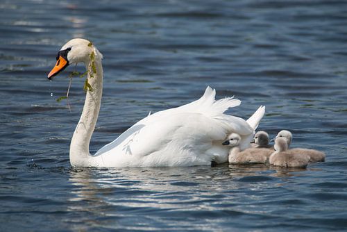 Mère cygne avec des poussins nageant sur le lac