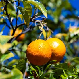 Oranges sur l'arbre sur Dieter Walther