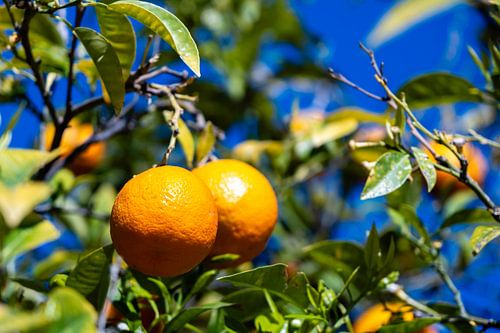 Orangen am Baum von Dieter Walther