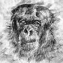 De oude chimpansee (tekening) van Art by Jeronimo thumbnail