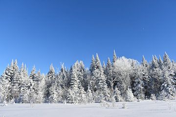Ein eisiger Wald unter blauem Himmel von Claude Laprise