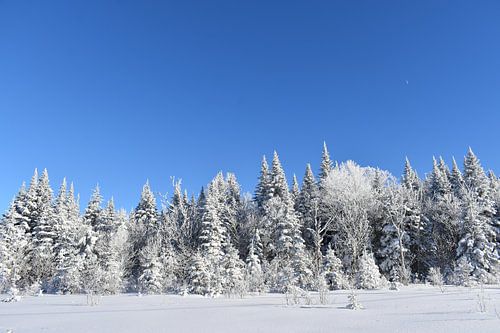Een ijzig bos onder een blauwe hemel
