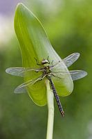 Libelle