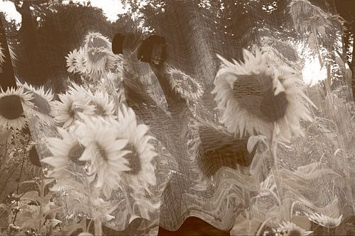 Les fleurs du soleil