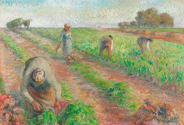 The Beet Harvest (1881) painting by Camille Pissarro. van Studio POPPY