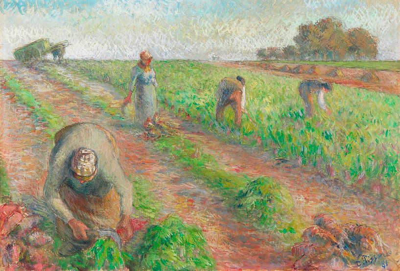 Das Gemälde Die Rübenernte (1881) von Camille Pissarro. von Studio POPPY