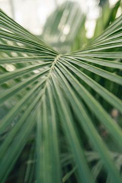 Wilde palm - moody groen van Laura Slaa