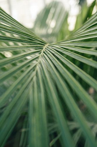 Wild palm - moody green