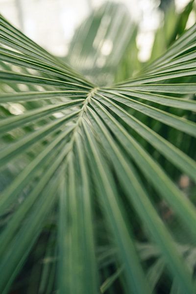 Wilde Palme - stimmungsvolles Grün von Laura Slaa