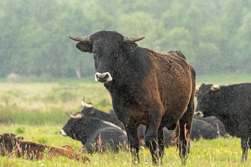 spanish cow in the rain in the middle of Drenthe