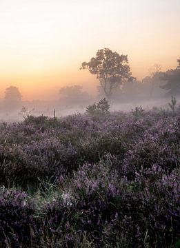 Rozendaalse veld part 6 van Tania Perneel