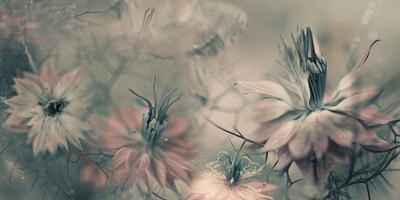 The virgins ll by Heidi Westum