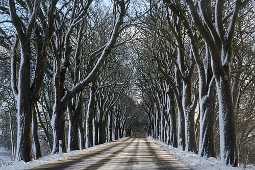 Allee im Winter mit dunklen kahlen Bäumen und weißem Schnee, gefährliches Fahrkonzept, Kopierraum, a
