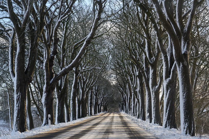 avenue in winter with dark bare trees and white snow, dangerous driving concept, copy space, selecte by Maren Winter