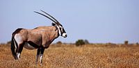 Oryx - Africa wildlife by W. Woyke thumbnail