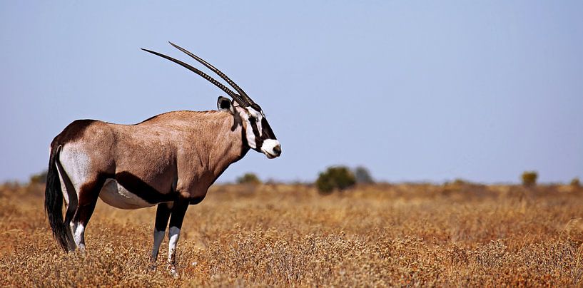 Oryx - Afrika wildlife von W. Woyke
