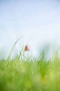Kievitsbloem in het veld. deze bijzondere bloem oogt fraai in de zon.
