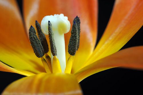 Kern van een oranje tulp