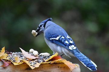 A blue jay at the feeder by Claude Laprise