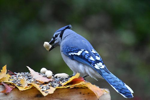 Een blauwe gaai bij de voederbak