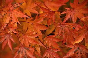 Herfstkleuren van de Japanse esdoorn van Oliver Lahrem