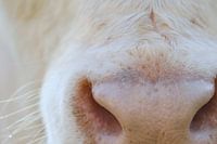 Neus van een witte koe, close up