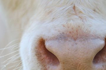 Neus van een witte koe, close up van Helene van Rijn