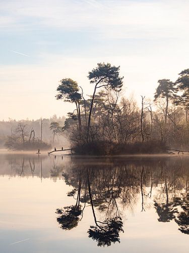 Vogels in de ochtendmist in Oisterwijk van Evelien Oerlemans