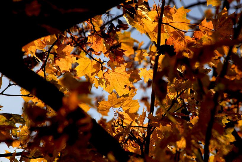 Ahorn von Thomas Jäger