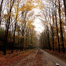 L'automne dans la forêt sur Annemarie Goudswaard