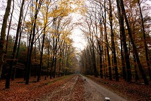 L'automne dans la forêt