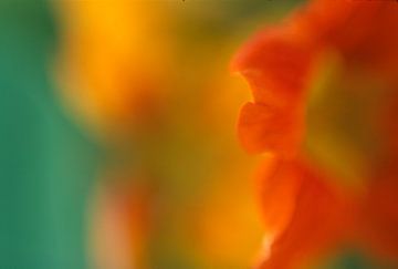 Nasturtium abstract by Helmut Neumann Blütenfotografie