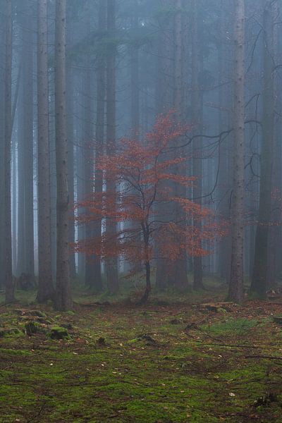 L'automne dans la forêt brumeuse par Denis Feiner