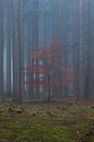 L'automne dans la forêt brumeuse par Denis Feiner Aperçu