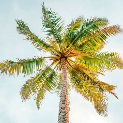 Palmboom in de lucht
