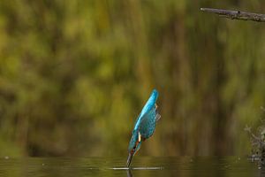 Eisvogel im Flug.