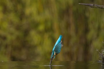 Kingfisher in flight. by Menno Schaefer