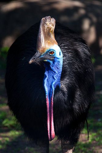 close-up Cazuar bird, a big bird an ostrich from a new guinea and Australia, bright coloring of a mu