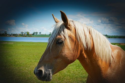 Gouden schoonheid - Elegant Palomino paard op het eiland Poel