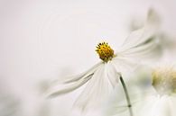 Fleur blanche Cosmea par Ellen Driesse Aperçu