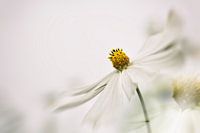 Witte bloem Cosmea
