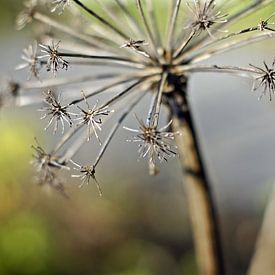 Kleine Sternchen von Petra Dreiling-Schewe