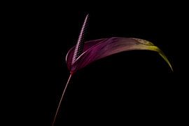 Nature morte d'une perche (Arthurium)