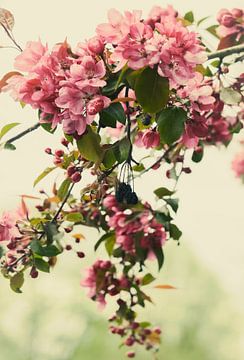 Hanging blossom of hawthorn by tim eshuis