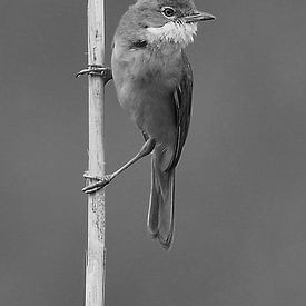 Oplettende vogel in zwart wit van Tesstbeeld Fotografie