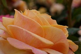 Rose by Madeltijntje