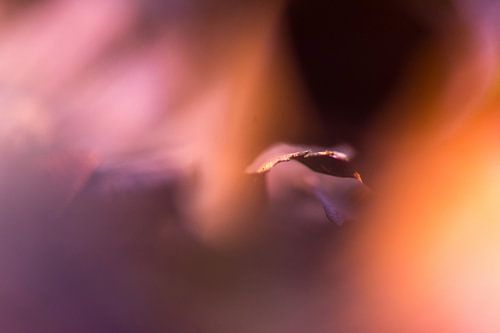 Abstract autumn colours 