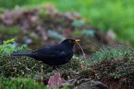 Blackbird by Merijn Loch