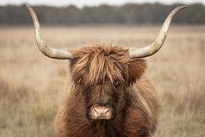 Der harte Kopf eines schottischen Highlanders